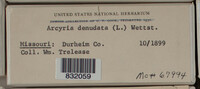 Arcyria denudata image